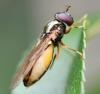 Melanostoma mellinum